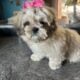 SHORKIE PUPPIES