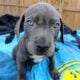 American Bulldog Corso Mix Puppies