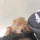 Malti-Doodles