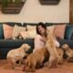 CKC American standard golden retriever puppies