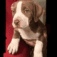Rehoming blue nose mix with red nose 8 weeks