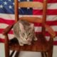 Elisha: Cat for Adoption