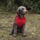 TOY POODLE PUPS BORN FEB 01