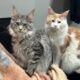 Maine coon Boy Tica registered 2