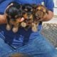 Adorable male yorkies