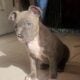 Beautiful Bully Puppy