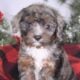 Toy Cavapoo girl puppy vaccinated & potty trained