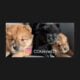 Purebred Chow Chow