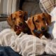 AKC Miniature Dachshund Puppies
