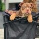 🐾 Adorable 8-Week-Old American Bully Puppies for