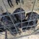 CANE COSO “LABRADOR CORSO”