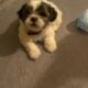 puppies