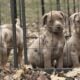 NALC Catahoulas