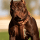 Classic/Xl Puppies