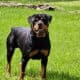 Rottweiler puppies
