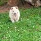 Chow Chow