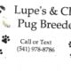 Purebred Pugs