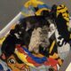 Chimo Puppies