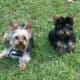 Yorkshire puppies