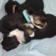 Morkie Puppies 4 males – 5 girls ready August 2025
