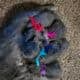 Fluffy Russian Blue kittens