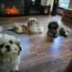 Adorable Shih-Tzu Puppy for Rehoming