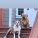 American Bullys Puppies