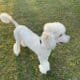 CKC F1 Standard Labradoodle F