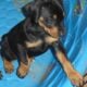 Shadow stunning black melanistic (solid black)