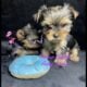 Female Micro Yorkie
