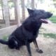 2 black Czechoslovakian German Shepherds