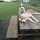 American Staffordshire Terrier pups