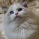 Seal Mitted Male Ragdoll