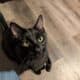 Bandit the fun loving male cat