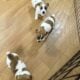 NKC Jack Russell Terriers