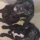 Trained Black FoxRed Labrador puppies