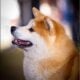 Japanese Akitainu Male for sale