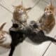 8 month old Maine Coon- Female