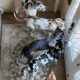 5 Great Dane Puppies