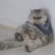 Grey white and cream Persian female mixed