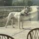 Dogo Argentino Pups