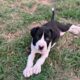 Great Dane/XL Bully Puppies
