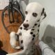 AKC Dalmation seeking very active lifestyle