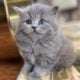 Cute Himalayan kittens available