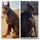 (Teal collar) European doberman puppy