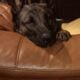 German Shepard Belgian Malinois Puppies