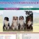 AKC / ASCA Australian Shepherd male puppies