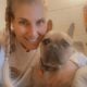 French Bulldog Female Blue Brindle