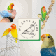 Discounted red pinapple conure babies