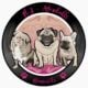 Pug puppies